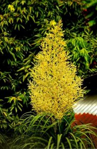 Beaucarnea recurvata