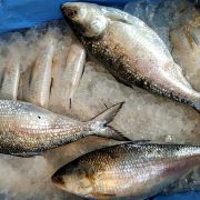 The Famous Hilsa Fish