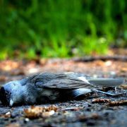 dead bird