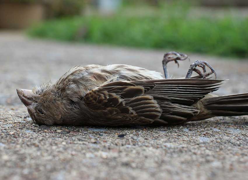 Dead bird in jatinga