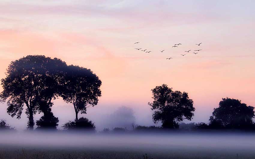 Jatinga fog