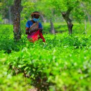 Tea worker