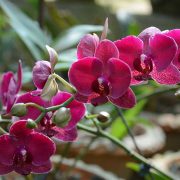 Orchids