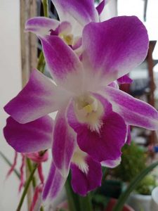 orchid 1