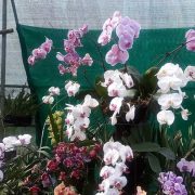 Orchids at Kaziranga