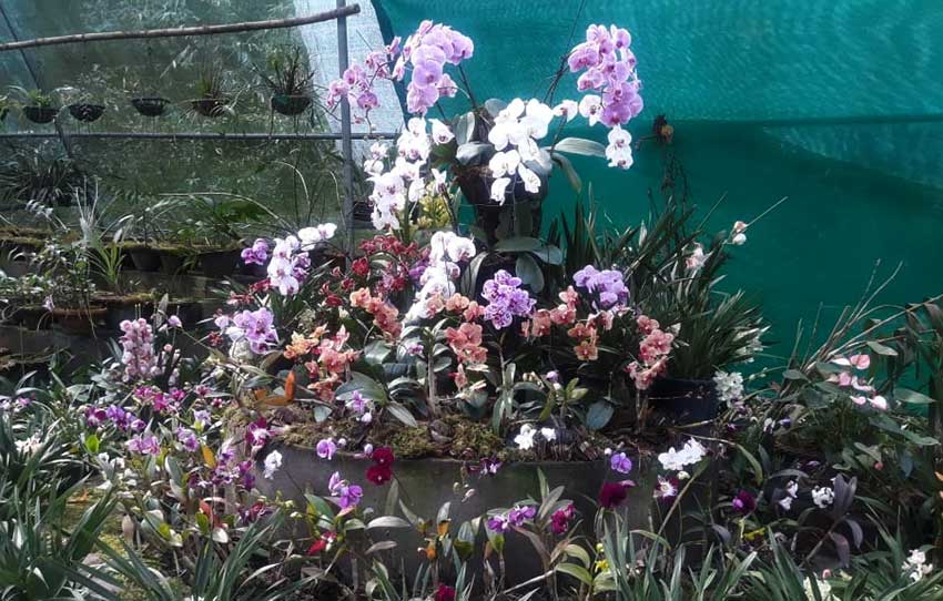 orchids