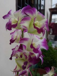 orchid 2