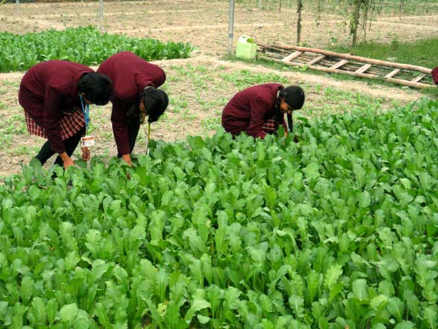 Students of Buddha World school checking out the crops
