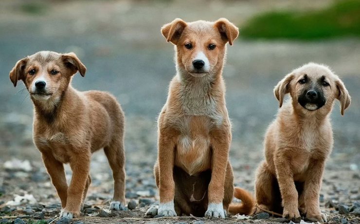 Dogs
