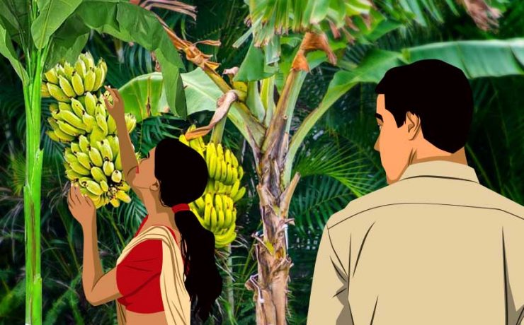 Woman plucking banana from the banana tree while ayoung boy is watching her