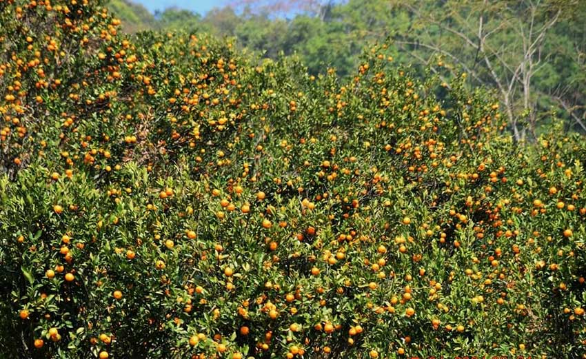 orange trees were blooming in Bijanbari