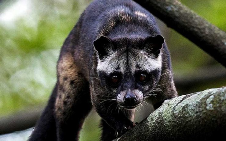 Civet