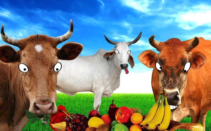 জ্যাঠামশাইর গরুরা