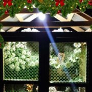 Christmas in Nagaland