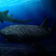 Ptychodus sharks