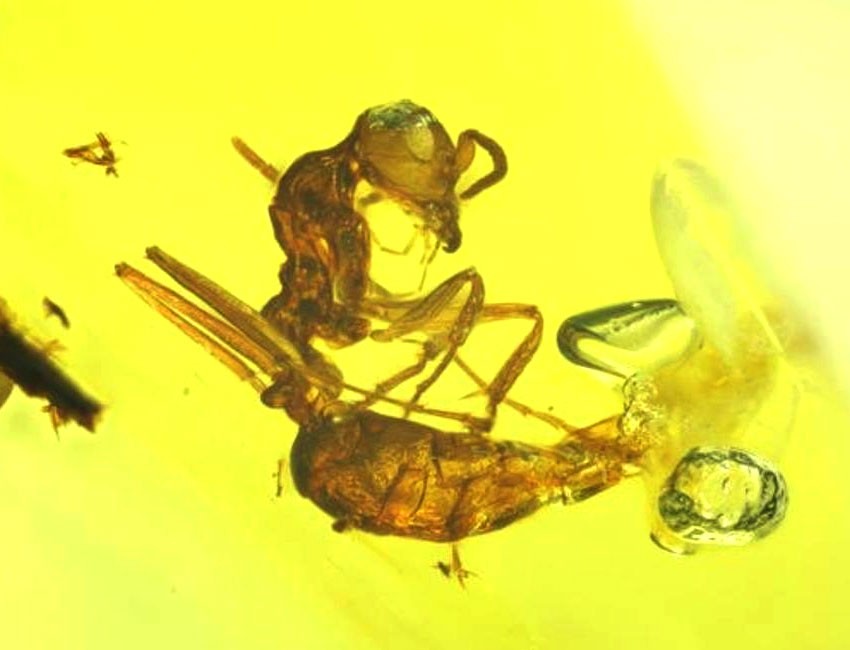 Any Antennae