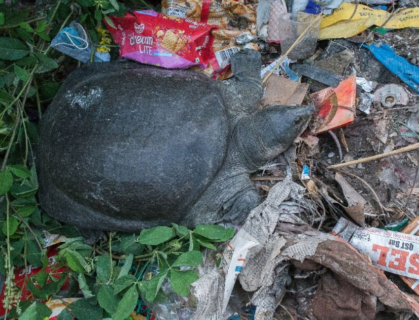 বাণেশ্বরে কচ্ছপ - মোহন 2