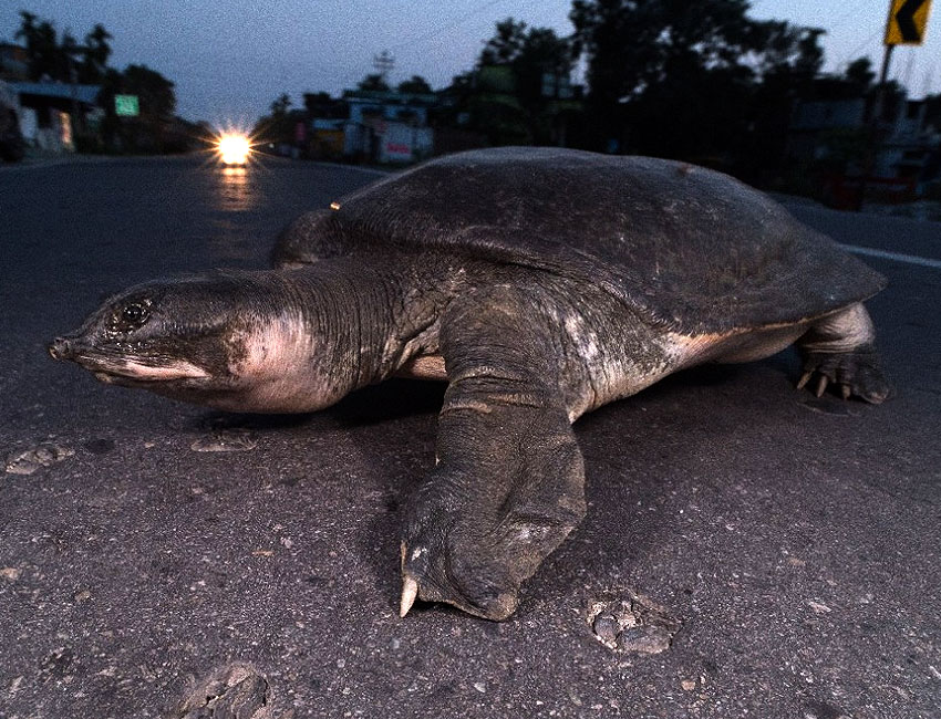 বাণেশ্বরে কচ্ছপ = মোহন