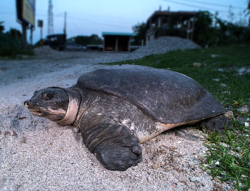 বাণেশ্বরে কচ্ছপ