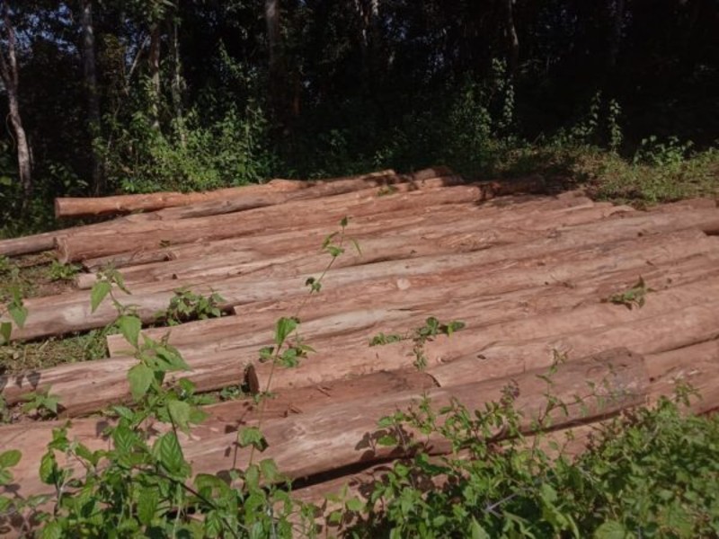 Afforestation in Assam Green Claims Dry Truths