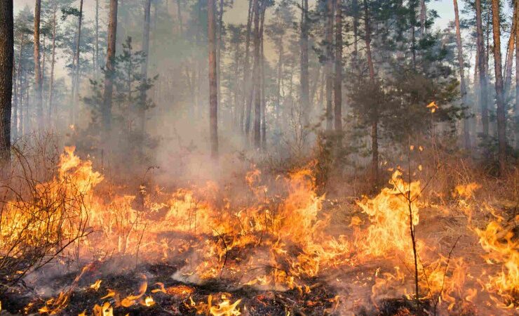afforestation