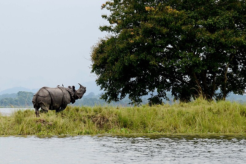 Kaziranga in threat