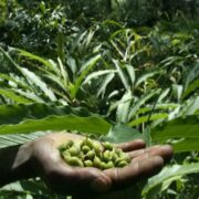 Cardamom Farmers Find New Hope In Sikkim