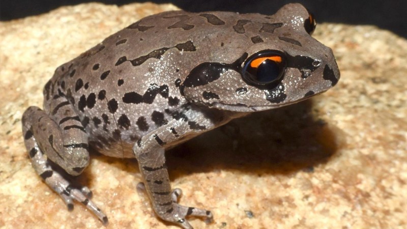 Leptobrachium aryatium the new frog in town