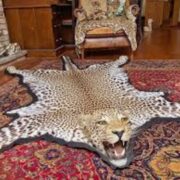 Poachers Butchers Leopard, Court Blinks – Wildlife Protection?