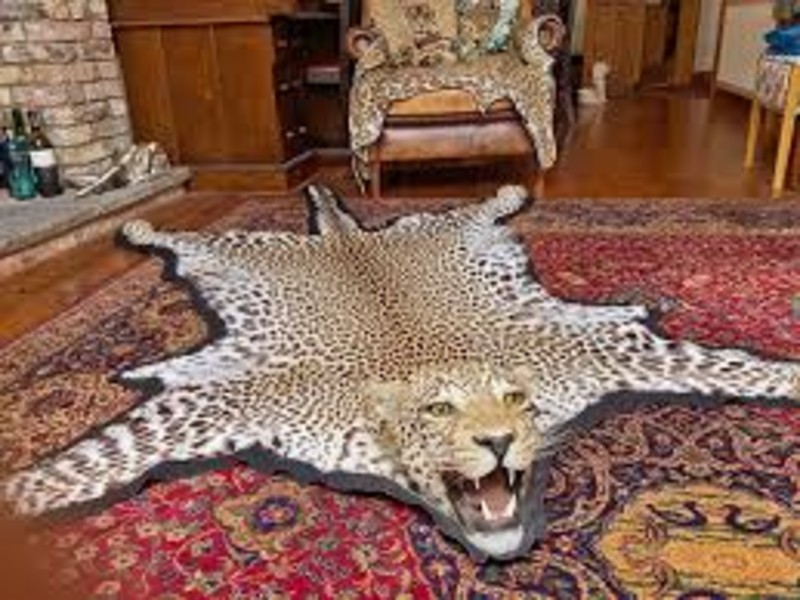 Poachers Butchers Leopard, Court Blinks – Wildlife Protection?