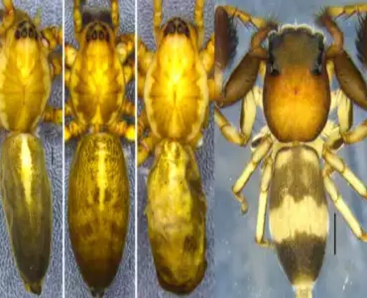 New Spider Species Found in Northeast India