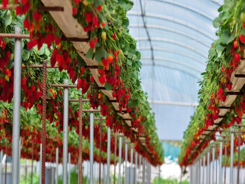 Strawberry Festival Returns In Meghalaya