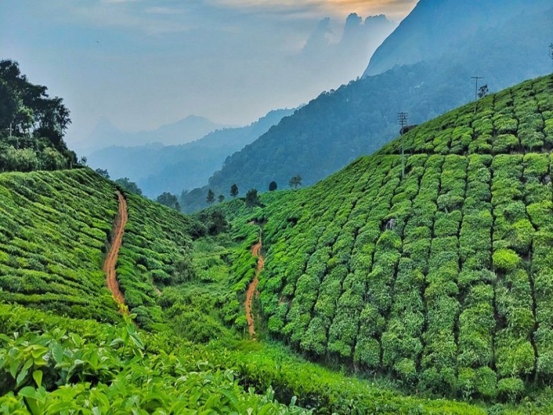 FITMA : A New Chapter for The Tea Industry In India
