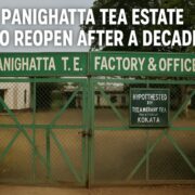 Panighatta Tea Estate to Reopen After a Decade