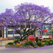 A Jacaranda Jamboree : Purple Reign in Kathmandu