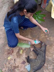 Aditi giving water to a Civet