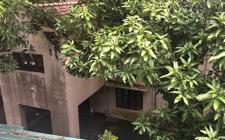 Bhoot Chaturdashi Special-The Mango Tree
